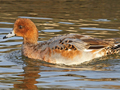 Eurasian Wigeon